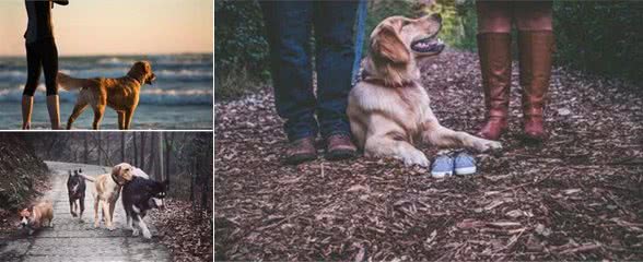 狗狗初识篇:犬种起源和不同犬种的进化用途