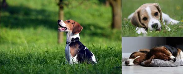 这只比格犬要逆天了，还会教小主人用洗衣机!