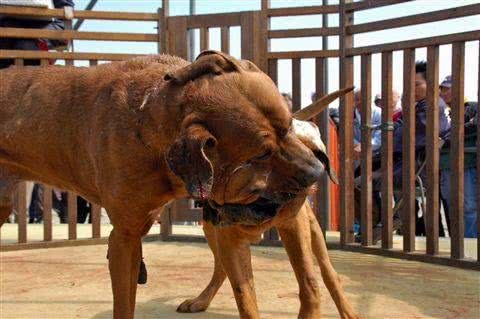大部分国家禁止饲养的四种猛犬