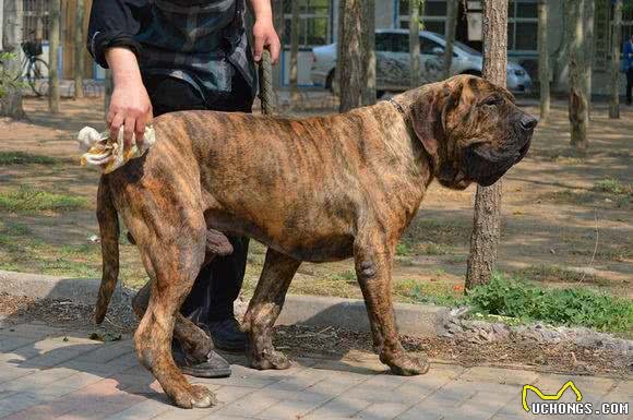 大部分国家禁止饲养的四种猛犬