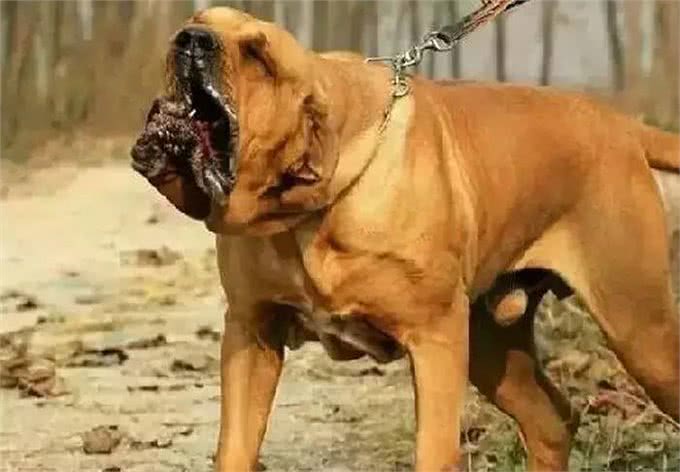 大部分国家禁止饲养的四种猛犬