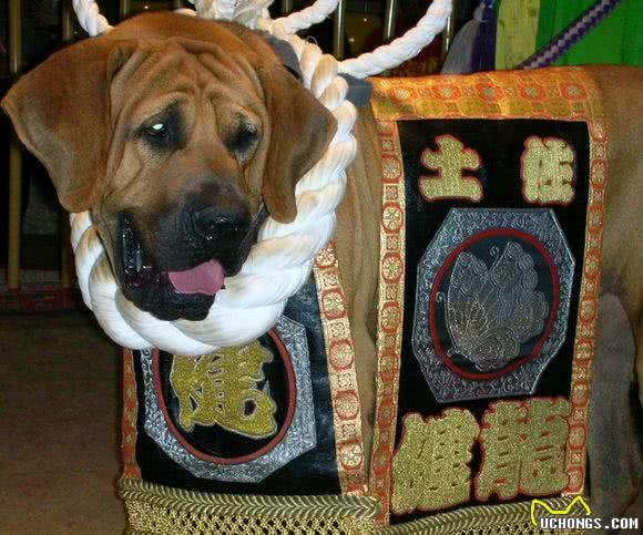 大部分国家禁止饲养的四种猛犬