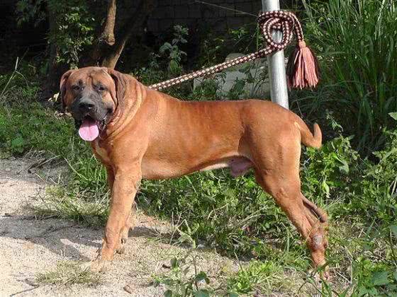 大部分国家禁止饲养的四种猛犬