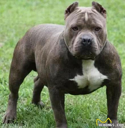 大部分国家禁止饲养的四种猛犬