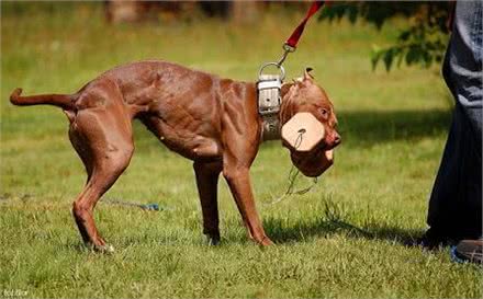 大部分国家禁止饲养的四种猛犬