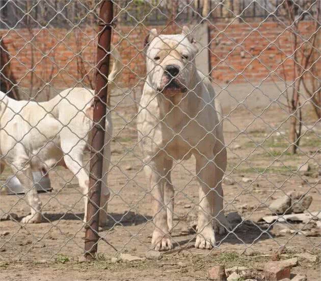 大部分国家禁止饲养的四种猛犬