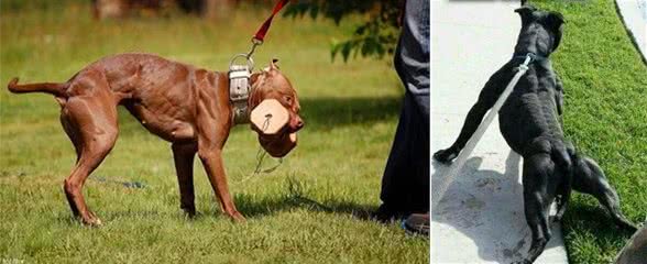 大部分国家禁止饲养的四种猛犬