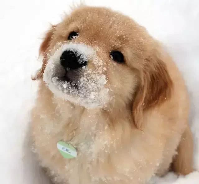 金毛寻回犬(GoldenRetriever)