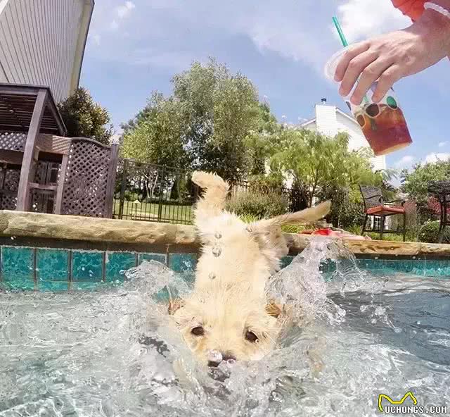 金毛寻回犬(GoldenRetriever)