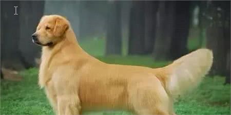 金毛寻回犬(GoldenRetriever)