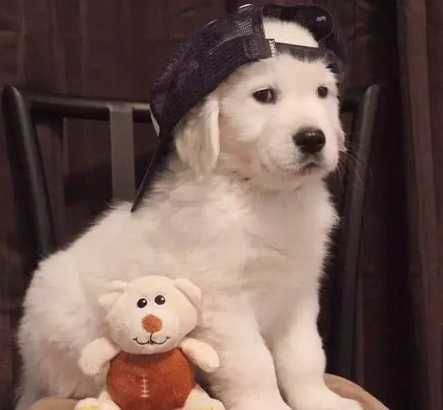 金毛寻回犬(GoldenRetriever)