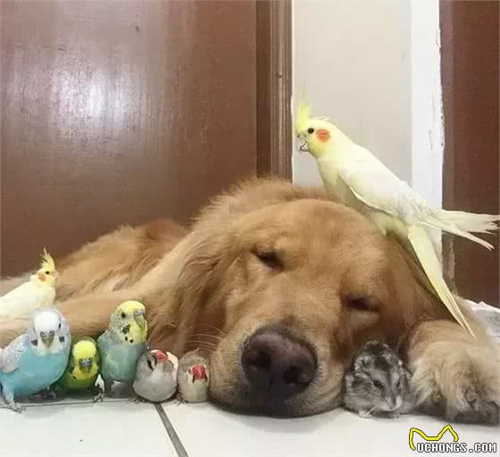 金毛寻回犬(GoldenRetriever)