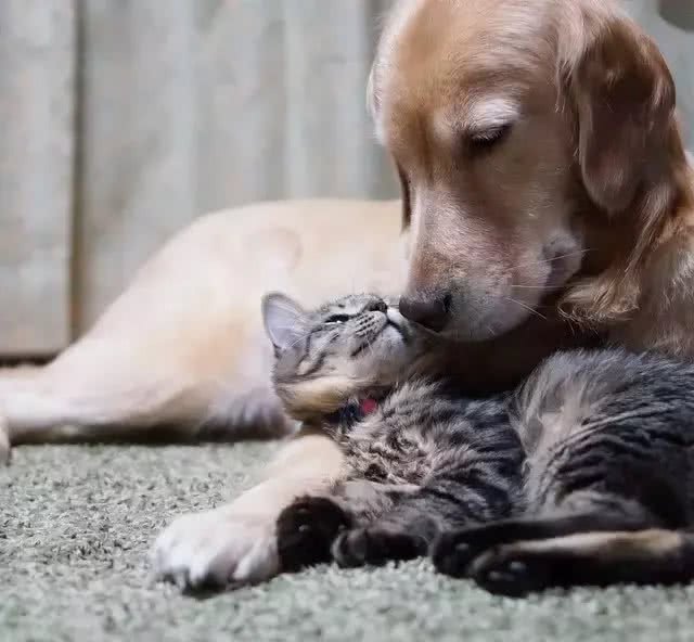 金毛寻回犬(GoldenRetriever)