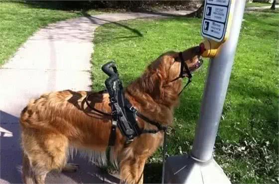 金毛寻回犬(GoldenRetriever)