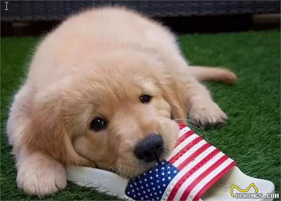 金毛寻回犬(GoldenRetriever)