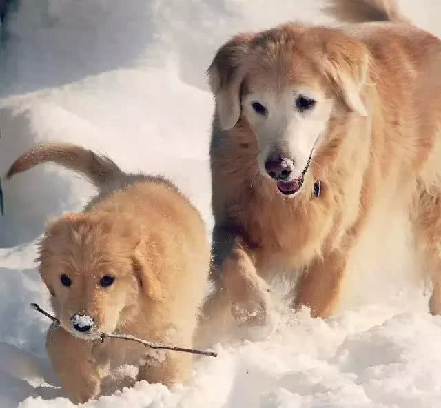 金毛寻回犬(GoldenRetriever)