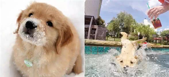 金毛寻回犬(GoldenRetriever)