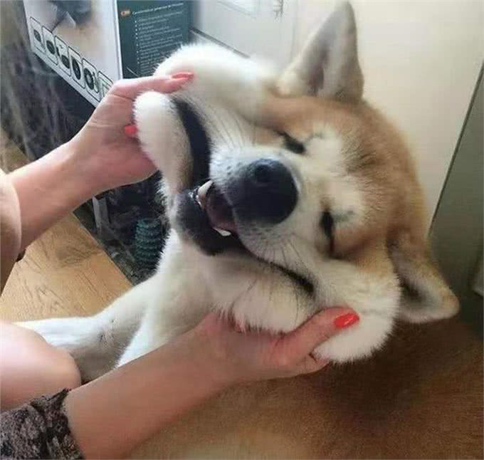 温顺金毛也是有雷区的，铲屎官摸了这部位后，这货立马拉黑脸了