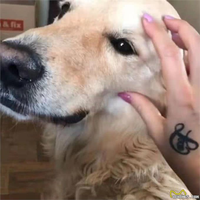 温顺金毛也是有雷区的，铲屎官摸了这部位后，这货立马拉黑脸了