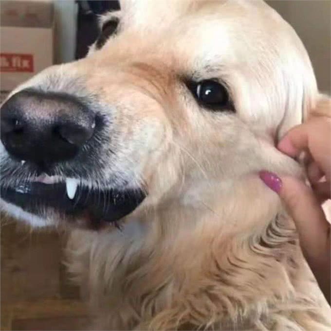 温顺金毛也是有雷区的，铲屎官摸了这部位后，这货立马拉黑脸了