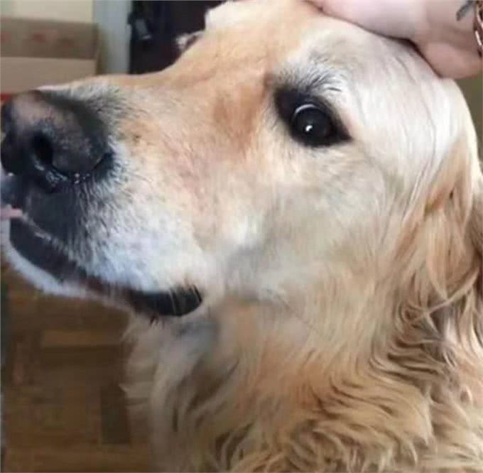 温顺金毛也是有雷区的，铲屎官摸了这部位后，这货立马拉黑脸了