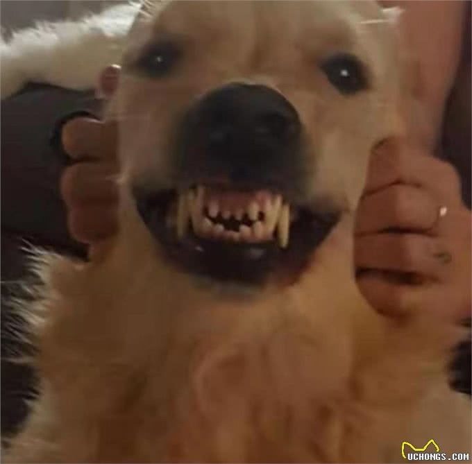 温顺金毛也是有雷区的，铲屎官摸了这部位后，这货立马拉黑脸了