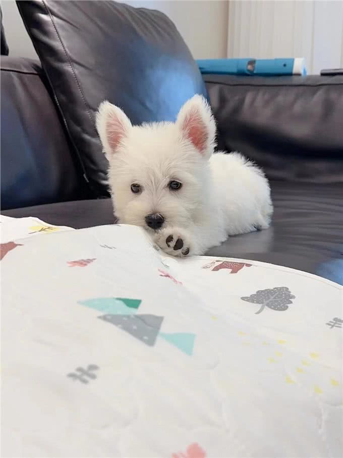 爱犬必读:西高地白梗犬喂养手册，让宠物生活更美好