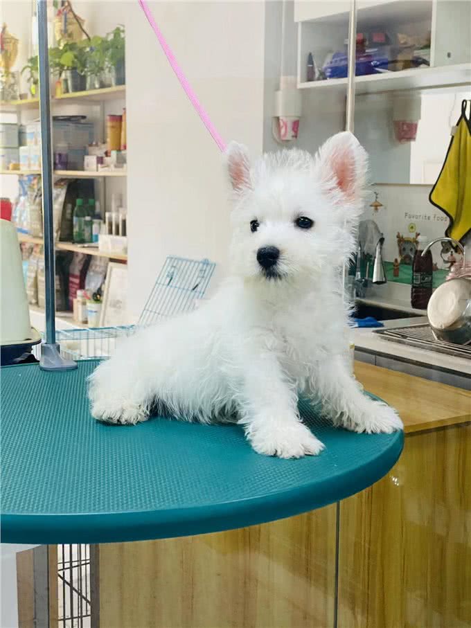 爱犬必读:西高地白梗犬喂养手册，让宠物生活更美好