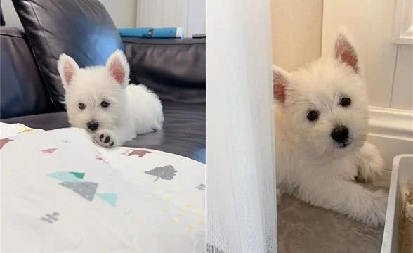 爱犬必读:西高地白梗犬喂养手册，让宠物生活更美好