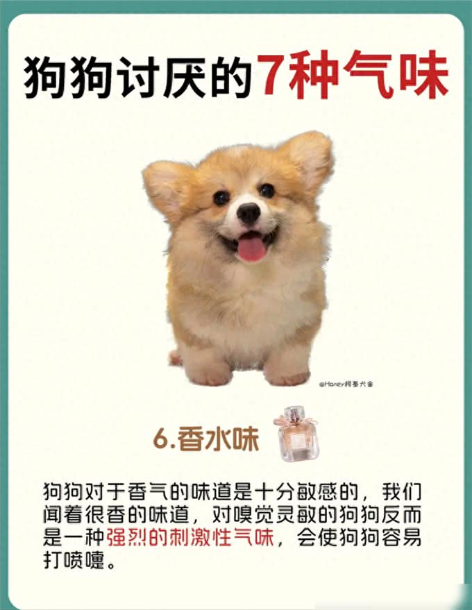 原来狗狗讨厌这7种气味，怪不得每次逃那么快!