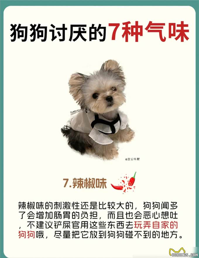 原来狗狗讨厌这7种气味，怪不得每次逃那么快!