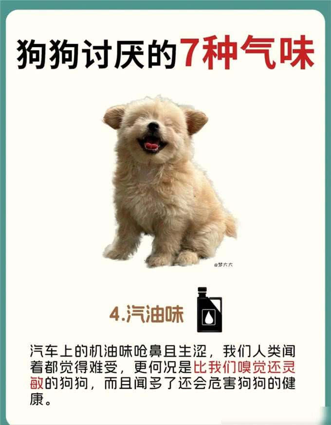 原来狗狗讨厌这7种气味，怪不得每次逃那么快!