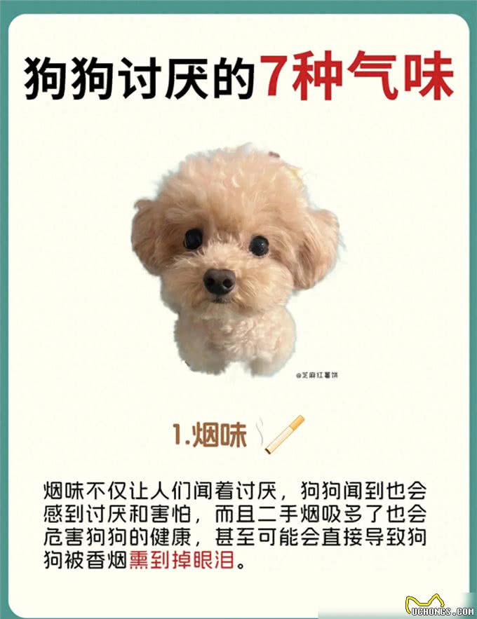 原来狗狗讨厌这7种气味，怪不得每次逃那么快!