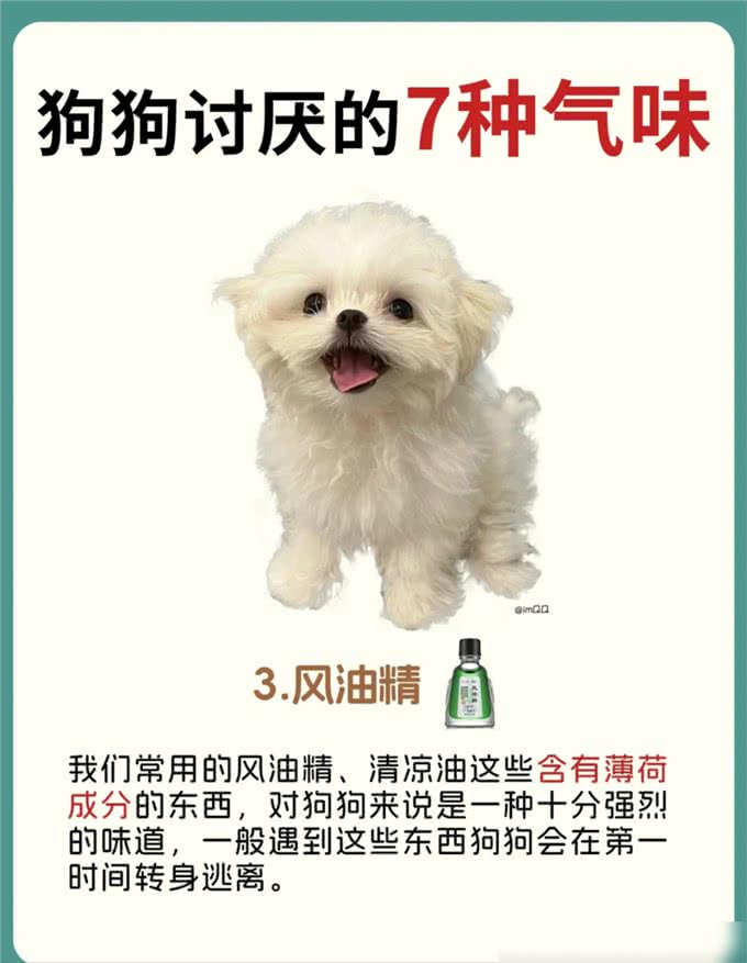 原来狗狗讨厌这7种气味，怪不得每次逃那么快!