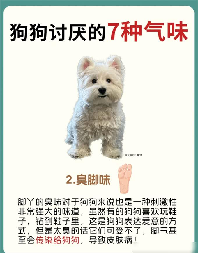 原来狗狗讨厌这7种气味，怪不得每次逃那么快!