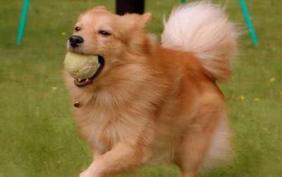 犬类智商排行40-54,哈士奇、比熊、沙皮均上榜,还有好多不认识