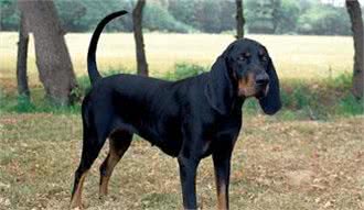 犬类智商排行40-54,哈士奇、比熊、沙皮均上榜,还有好多不认识