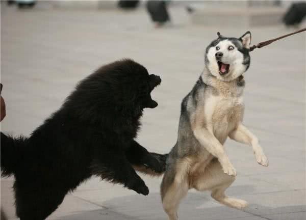 犬类智商排行40-54,哈士奇、比熊、沙皮均上榜,还有好多不认识