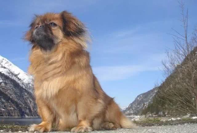 犬类智商排行40-54,哈士奇、比熊、沙皮均上榜,还有好多不认识