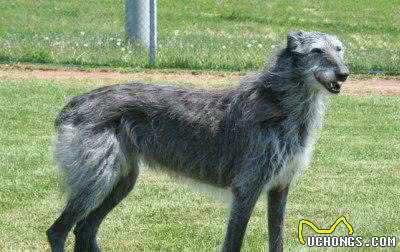 犬类智商排行40-54,哈士奇、比熊、沙皮均上榜,还有好多不认识