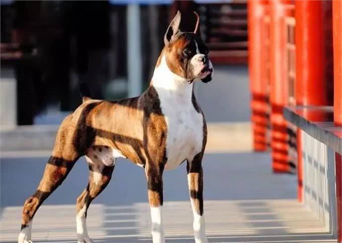 犬类智商排行40-54,哈士奇、比熊、沙皮均上榜,还有好多不认识