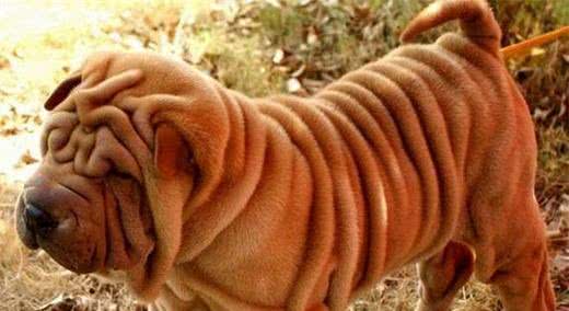 犬类智商排行40-54,哈士奇、比熊、沙皮均上榜,还有好多不认识