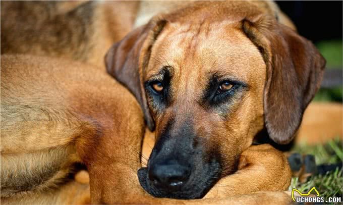 犬类智商排行40-54,哈士奇、比熊、沙皮均上榜,还有好多不认识