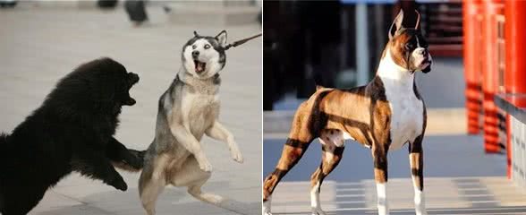 犬类智商排行40-54，哈士奇、比熊、沙皮均上榜，还有好多不认识