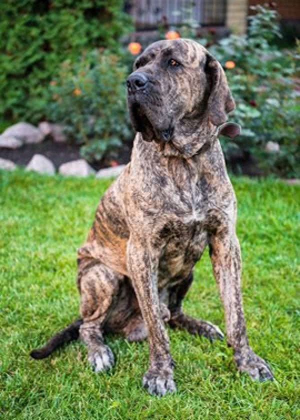 全球最丑的10大獒犬品种，让女孩最讨厌而男孩却很喜欢