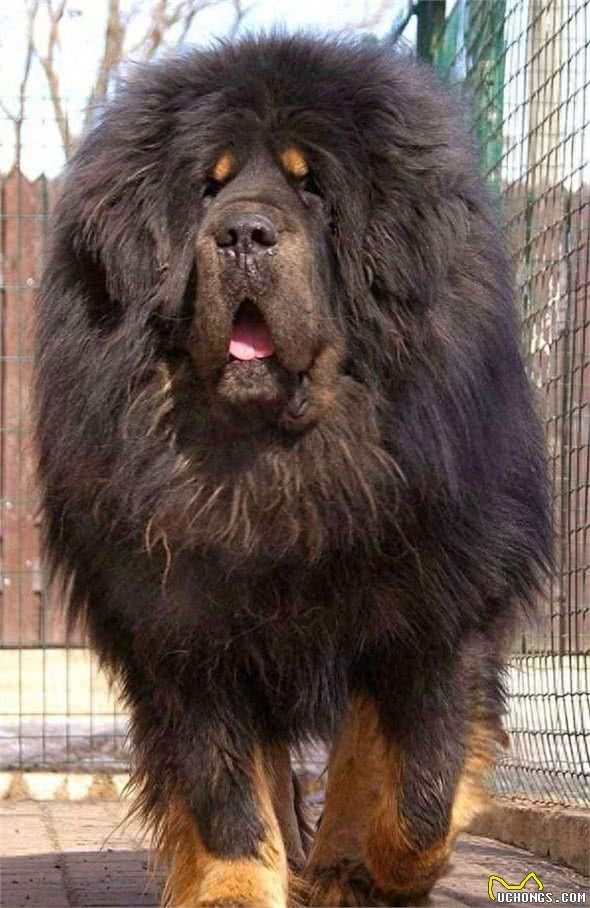 全球最丑的10大獒犬品种，让女孩最讨厌而男孩却很喜欢