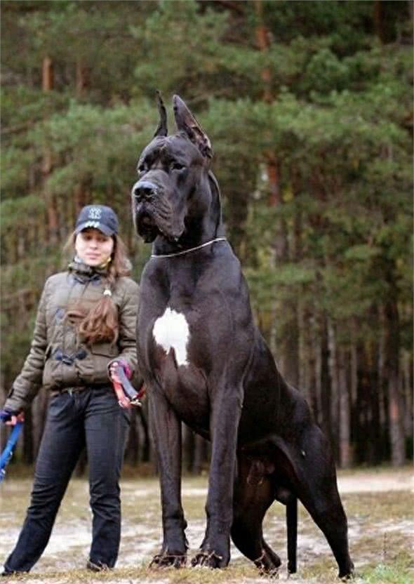 全球最丑的10大獒犬品种，让女孩最讨厌而男孩却很喜欢