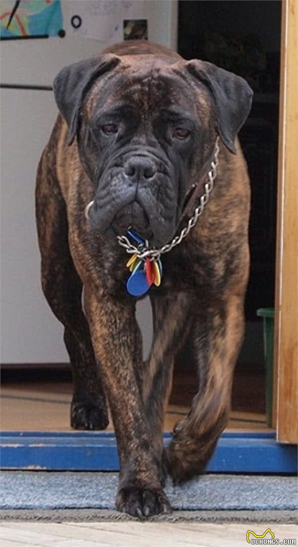 全球最丑的10大獒犬品种，让女孩最讨厌而男孩却很喜欢