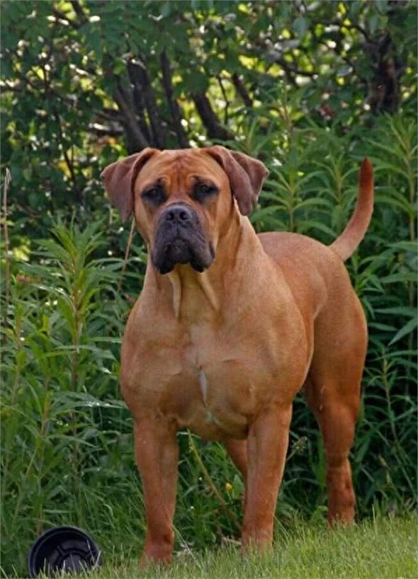 全球最丑的10大獒犬品种，让女孩最讨厌而男孩却很喜欢