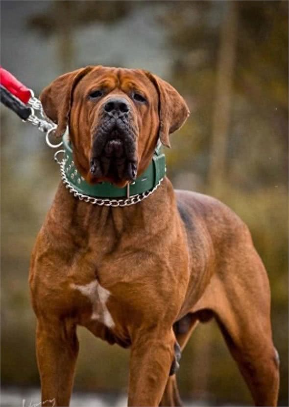 全球最丑的10大獒犬品种，让女孩最讨厌而男孩却很喜欢